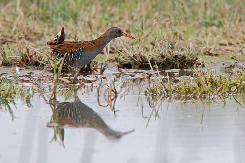 Porciglione in corsa